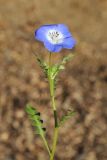 Nemophila menziesii