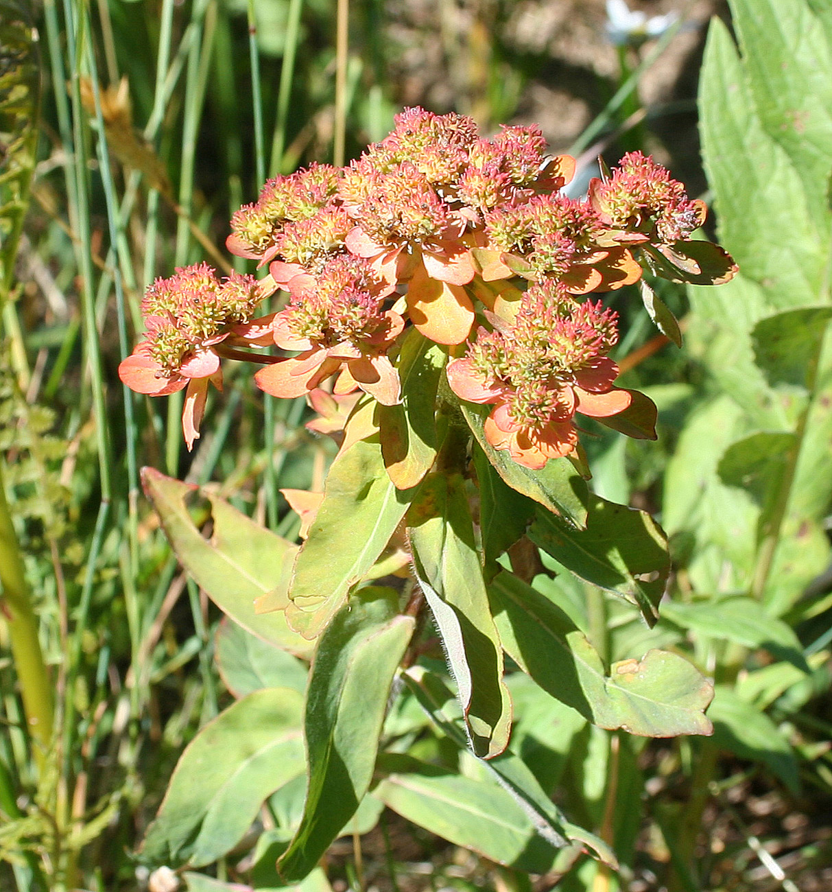 Изображение особи Euphorbia pilosa.