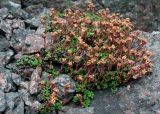 Saxifraga oppositifolia. Отцветшее растение на каменистой осыпи. Мурманская обл., Кольский р-н, окр. пос. Лодейное, ущелье в устье губы Лодейной. 20.07.2017.