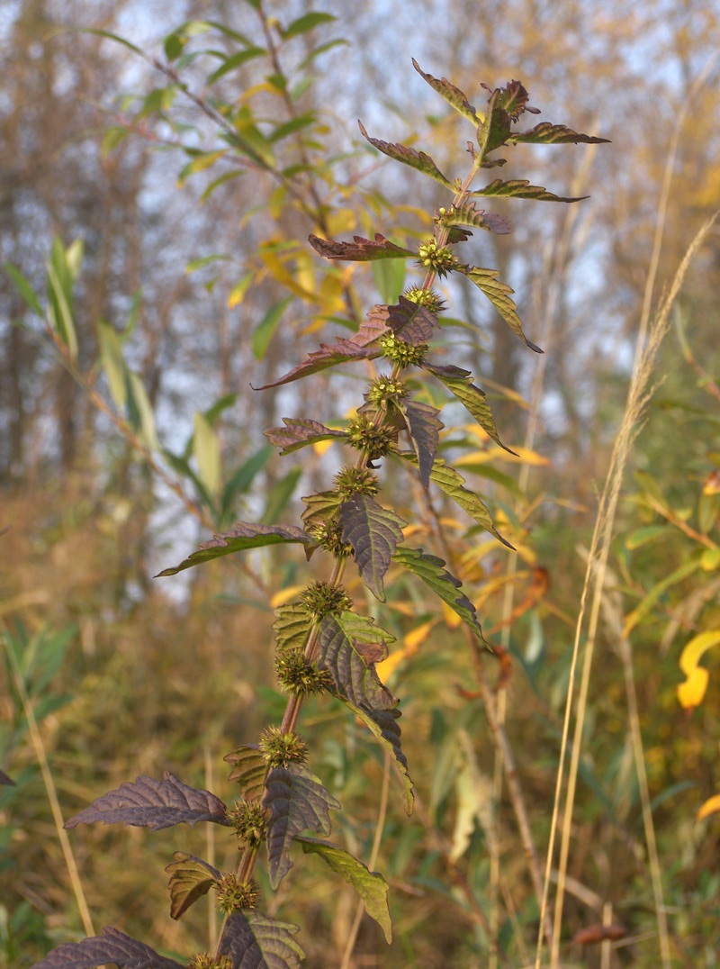 Image of Lycopus europaeus specimen.