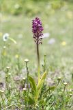 Orchis purpurea подвид caucasica. Цветущее растение. Грузия, Имеретия, окр. пос. Кацхи, дол. р. Катскхура, выс. 640 м н.у.м., низкотравный луг. 06.05.2017.