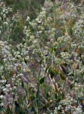 Lepidium latifolium. Верхушка веточки с отцветающим соцветием и формирующимися плодами. Таджикистан, Фанские горы, долина р. Чапдара, ≈ 2500 м н.у.м., сухой склон у берега реки. 03.08.2017.