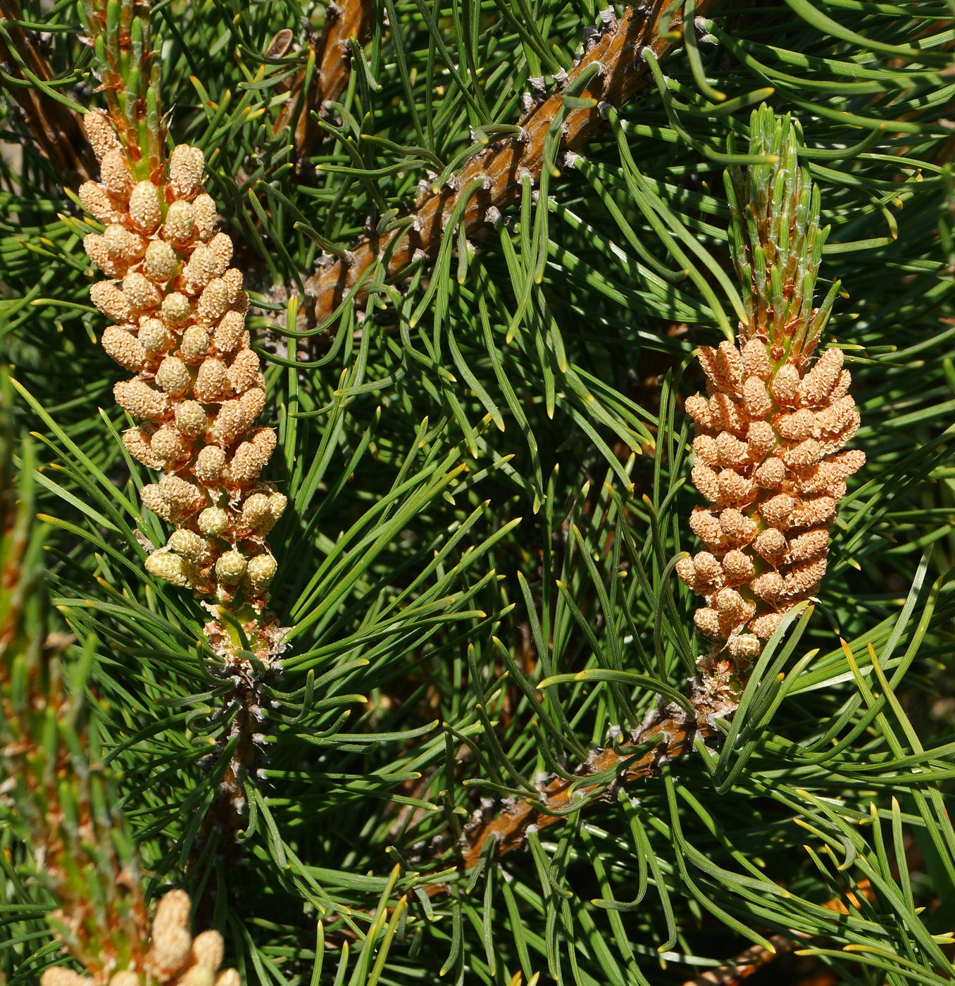 Изображение особи Pinus mugo.