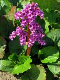 Bergenia crassifolia