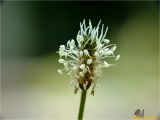 Plantago lanceolata. Соцветие. Украина, Львовская обл., Сколевский р-н, национальный природный парк \"Сколевские Бескиды\", окр. с. Каменка, лесная поляна. 20.05.2018.