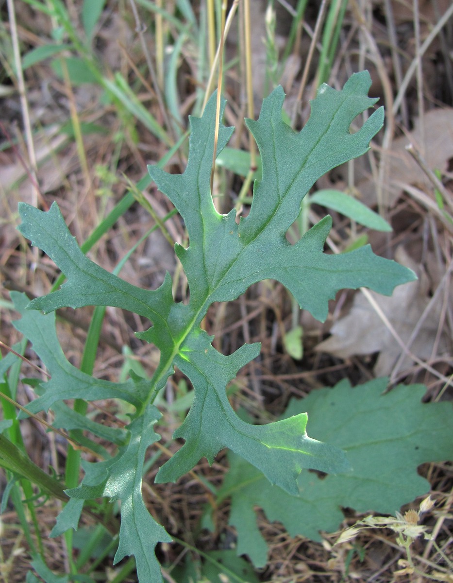 Изображение особи Senecio jacobaea.