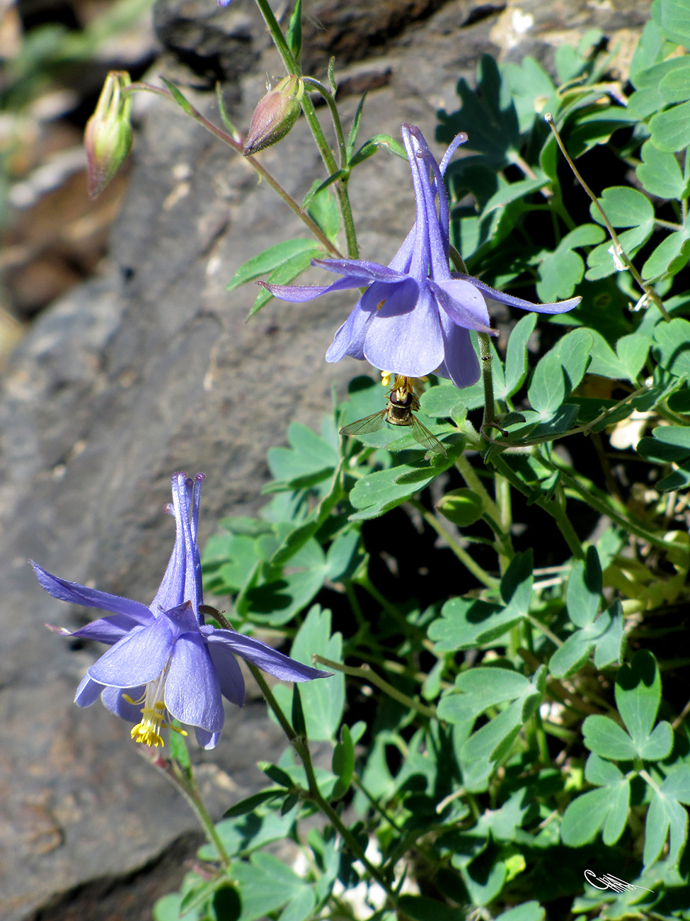 Изображение особи Aquilegia karatavica.