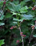 Ribes altissimum. Верхушка ветви с соцветиями и завязавшимися плодами. Алтай, Катунский хребет, берег оз. Верхнее Мультинское, ≈ 1800 м н.у.м., опушка хвойного леса. 01.07.2018.