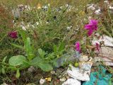 Nicotiana × sanderae. Цветущее растение (справа - Lycopersicon esculentum с незрелым плодом). Томск, городская свалка. 18.09.2014.