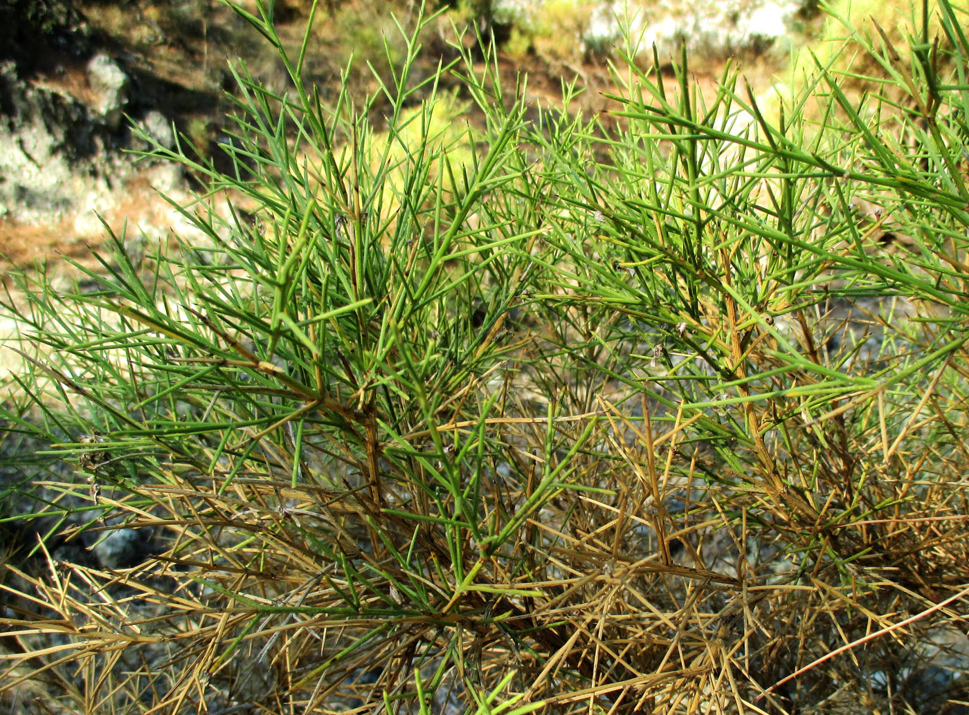 Изображение особи Genista acanthoclada.