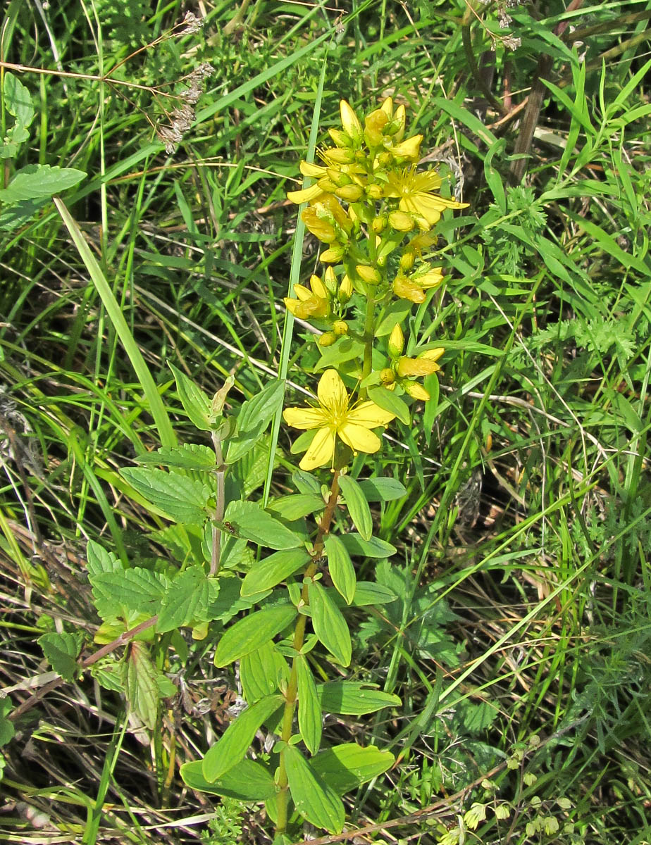 Изображение особи Hypericum hirsutum.