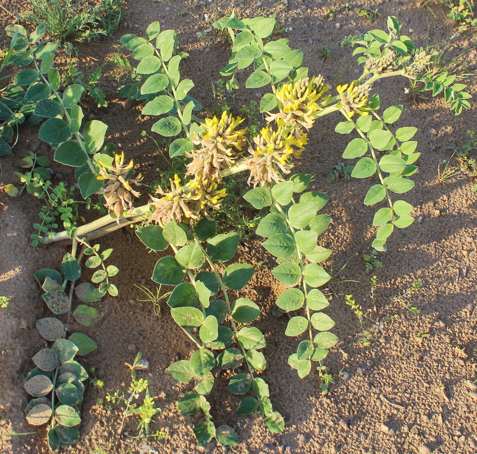 Изображение особи Astragalus maximowiczii.