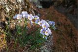 Polemonium boreale