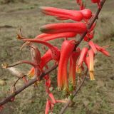 Aloe secundiflora