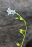 Myosotis cespitosa. Верхушка побега с соцветием и завязавшимися плодами. Мурманская обл., Кандалакшский р-н, Княжегубское вдхр., низкий затапливаемый валунный берег оз. Нотозеро. 22.07.2020.