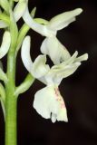 Orchis provincialis. Часть соцветия. Краснодарский край, г/о Сочи, Лазаревский р-н, окр. ж.-д. станции Чемитоквадже, склон С экспозиции, дубовый лес. 28 апреля 2021 г.