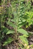 Verbascum marschallianum