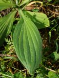 Plantago urvillei