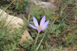 Crocus speciosus