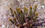 Alyssum turkestanicum разновидность desertorum. Цветущее и плодоносящее растение. Ростовская обл., Персиановская степь, Аютинские склоны, верхушка склона коренного берега пруда Терновый Яр. Конец апреля 2005 г.