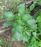 Urtica urens