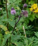 Cirsium kamtschaticum