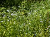 Myosotis palustris. Цветущие растения в сообществе с Vicia, Aegopodium podagraria, Poaceae и др. Тверская обл., Кимрский р-н, смешанный лес, заболоченная обочина лесной дороги. 18.06.2023.