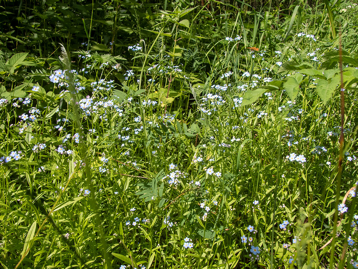 Изображение особи Myosotis palustris.