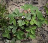 Potentilla micrantha