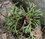 Diphasiastrum complanatum. Вегетирующее растение. Чувашия, окр. г. Шумерля, урочище \"Торф\". 22 мая 2011 г.