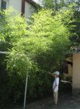 Phyllostachys viridis. Заросли бамбука в палисаднике жилого дома. Южный Берег Крыма, Артек. 14 июля 2010 г.