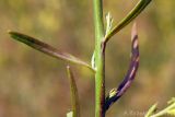 Linaria maeotica. Часть побега. Ростовская обл., Неклиновский р-н, Андреево-Мелентьевское с/п, балка Сухая. 19.08.2012.