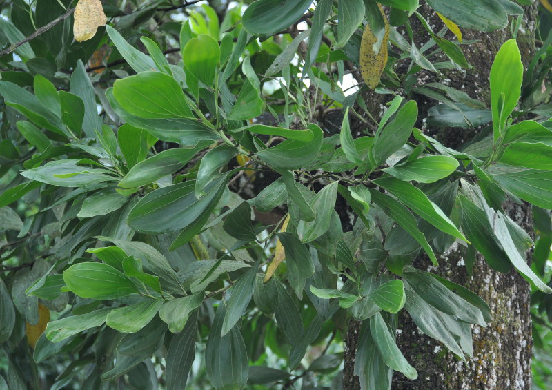 Изображение особи Acacia mangium.