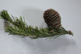 Abies sibirica