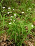 Pseudostellaria sylvatica