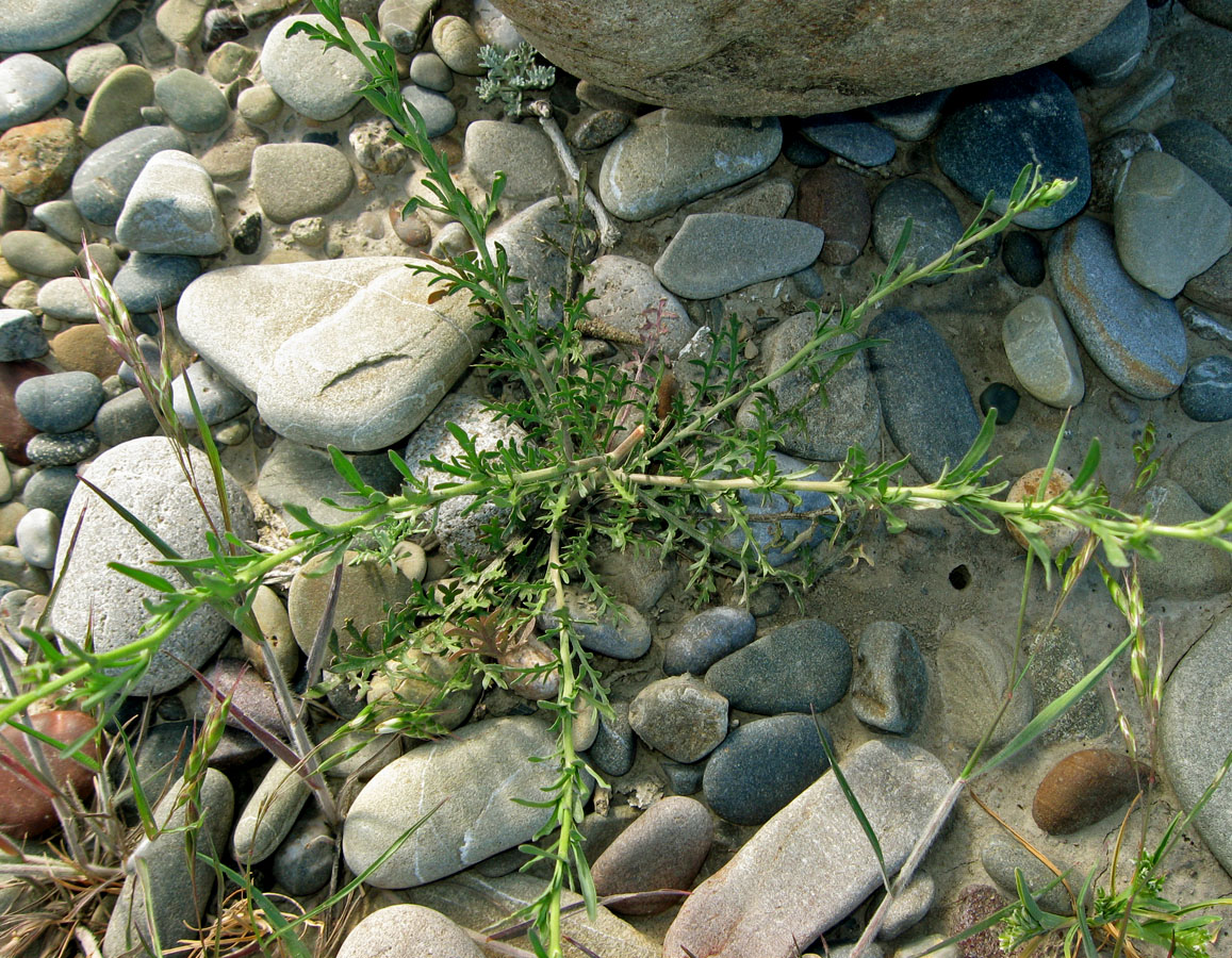 Изображение особи Lepidium ruderale.