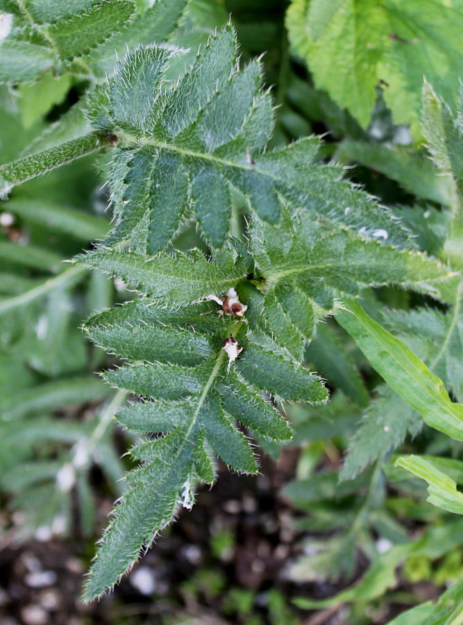 Изображение особи Papaver orientale.