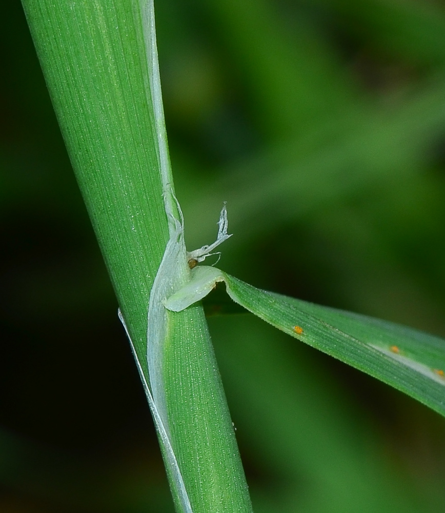 Изображение особи Phalaris paradoxa.