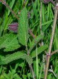 Salvia pinnata