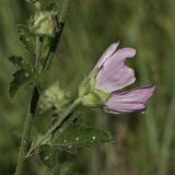 Malva thuringiaca