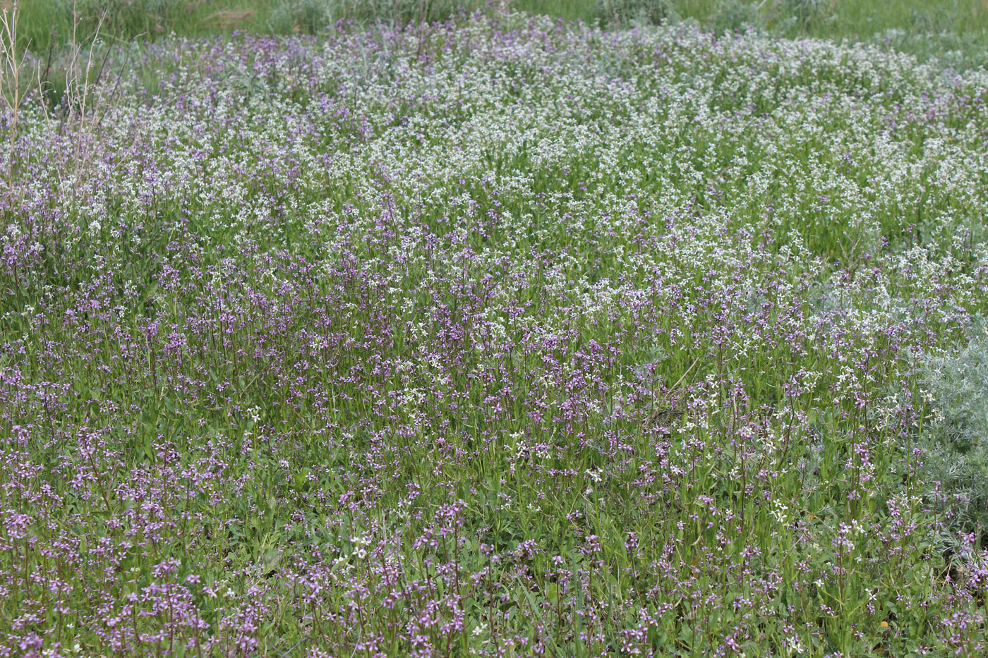 Image of Chorispora tenella specimen.