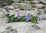 Aster sibiricus