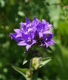 Campanula glomerata. Соцветие. Кыргызстан, Нарынская обл., левый берег р. Нарын, долина руч. Бурган-Суу. 11.07.2015.