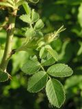 Rosa rubiginosa × R. subcanina