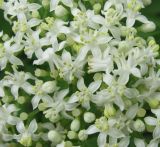 Sambucus ebulus. Цветки. Абхазия, Гудаутский р-н, окр. с. Амжикухуа, у дороги. 08.06.2012.