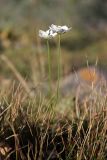 Parnassia palustris. Цветущее растение у берега горной реки. Южный Казахстан, хр. Таласский Алатау, ущ. Коксай, 2030 м н.у.м. 21.08.2015.