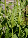 Cirsium oleraceum