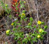 Potentilla heidenreichii. Верхушка цветущего растения. Кольский п-ов, Восточный Мурман, Дальние Зеленцы, берег губы Ярнышная. 31.08.2009.