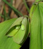 Polygonatum involucratum