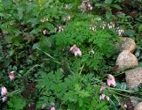 Dicentra formosa